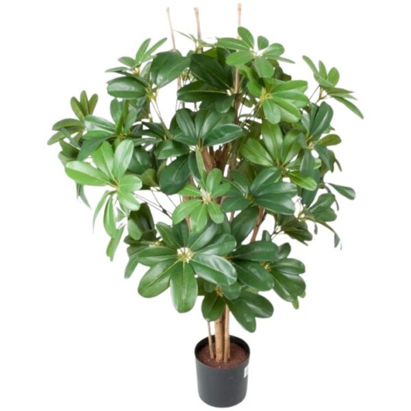 Paraplyaralia. Schefflera