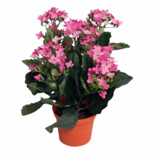 Kalanchoe | Konstgjord Blossfeldiana rosa-lila 30 cm