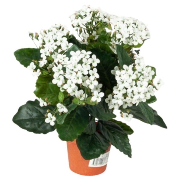 Konstgjord Kalanchoe Blossfeldiana Vit 30 cm