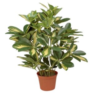 SCHEFFLERA | PARAPLYARALIA KRUKVÄXT GULGRÖN 45 CM