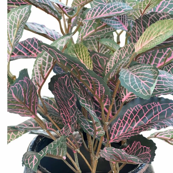 Fittonia | Konstgjord  Röd 40 cm - Bild 2