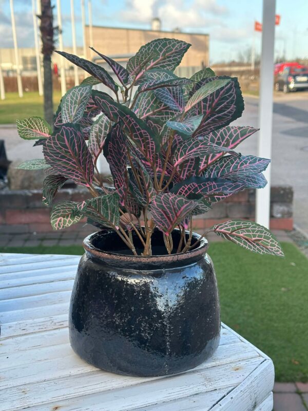 Fittonia | Konstgjord  Röd 40 cm - Bild 3