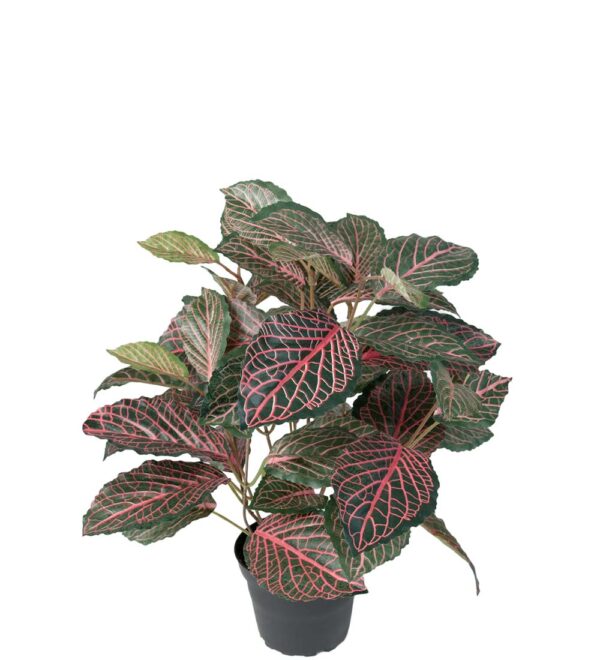 Konstgjord Fittonia Röd 40 cm
