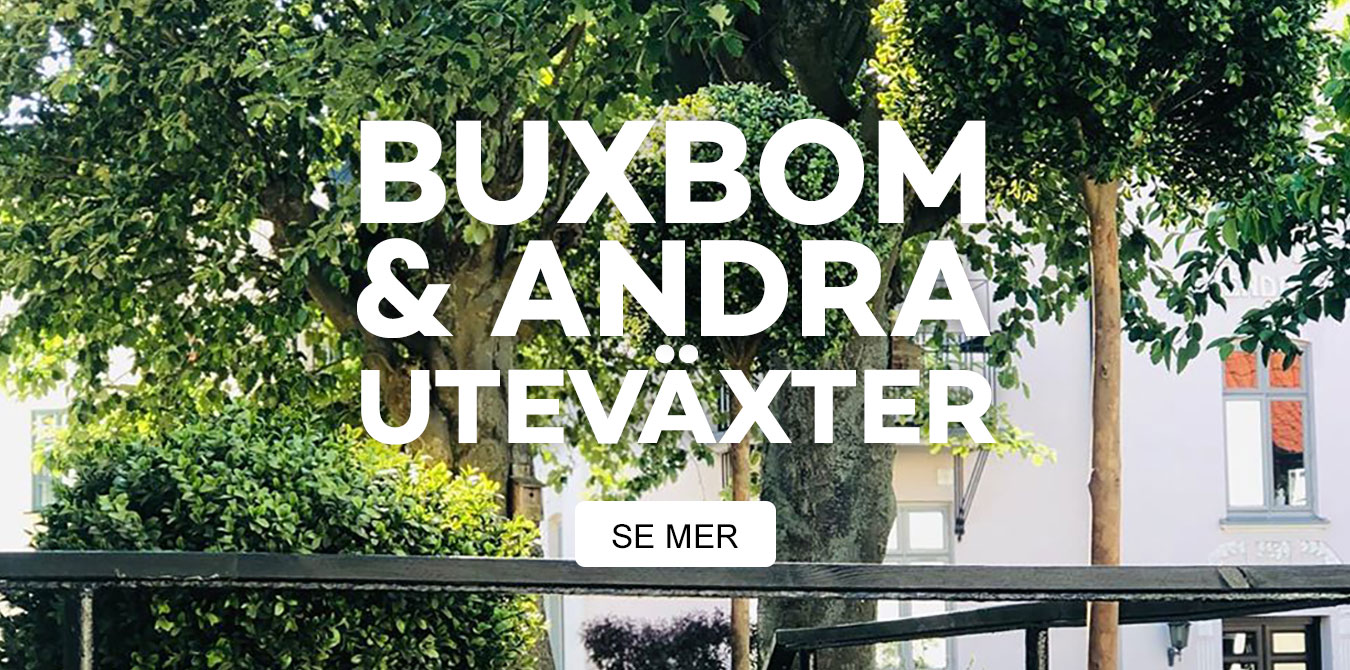 Buxbom andra uteväxter