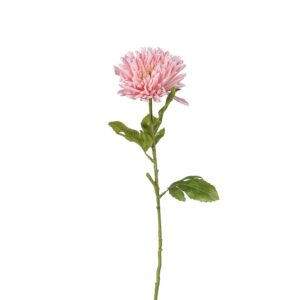 CHRYSANTHEMUM | SNITTBLOMMA ROSA 60 CM