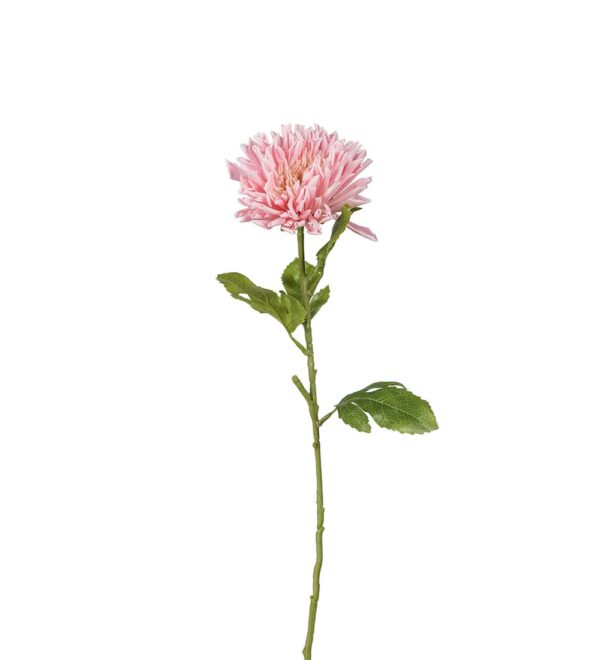 CHRYSANTHEMUM | SNITTBLOMMA ROSA 60 CM