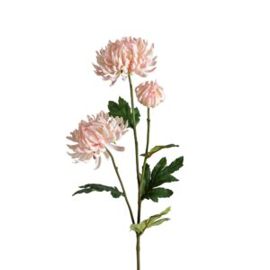 Chrysanthemum | Snittblomma ljusrosa 60 cm