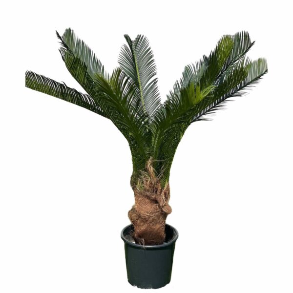 Palm | Konstgjord Cycas äkta palmfaser UV 110 cm