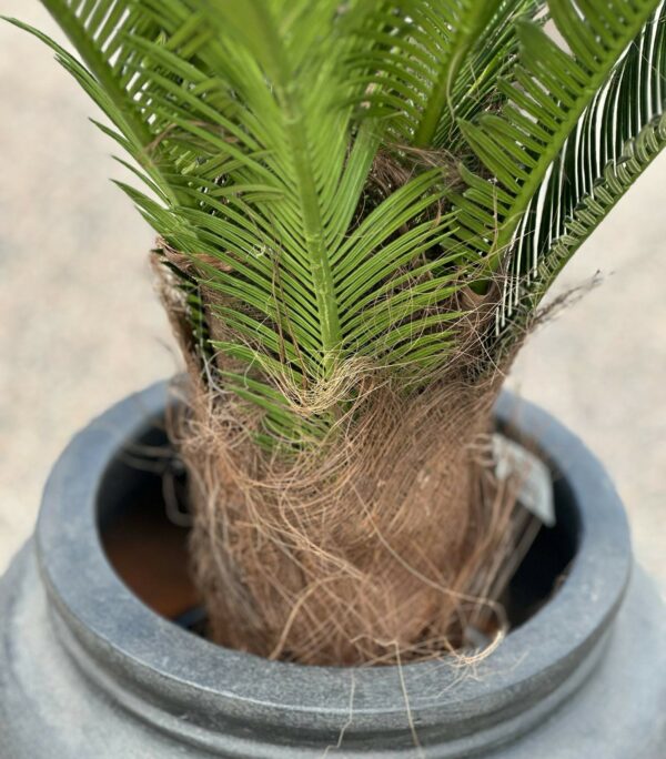 Palm | Konstgjord Cycas äkta palmfaser UV 110 cm - Bild 10