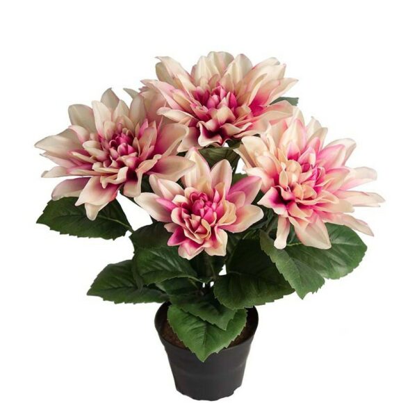 Dahlia | Krukväxt Lila 30 cm