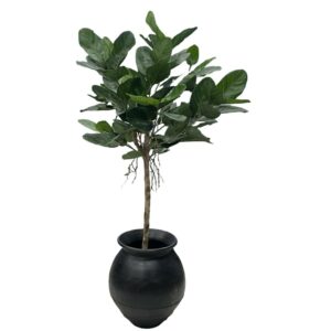 Fikus | Konstgjord Audrey Grön äkta stam UV 160 cm