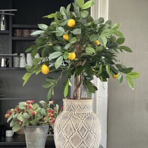 Citronträd 70 cm placerad i urna Camille