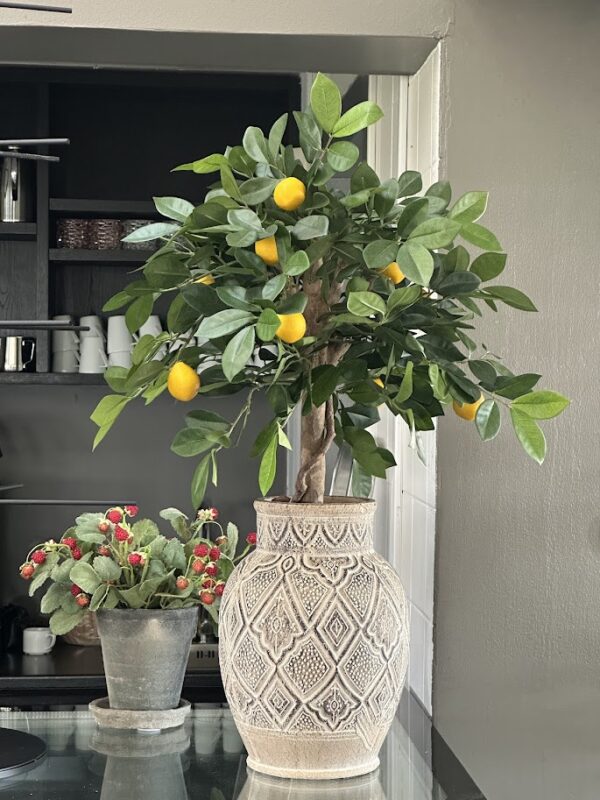 Citronträd 70 cm placerad i urna Camille