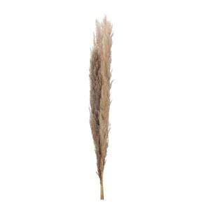 PAMPAS Natur 140-160 cm