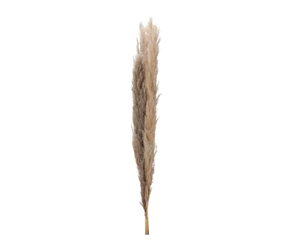 PAMPAS Natur 140-160 cm