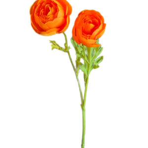 Ranunculus orange 30 cm
