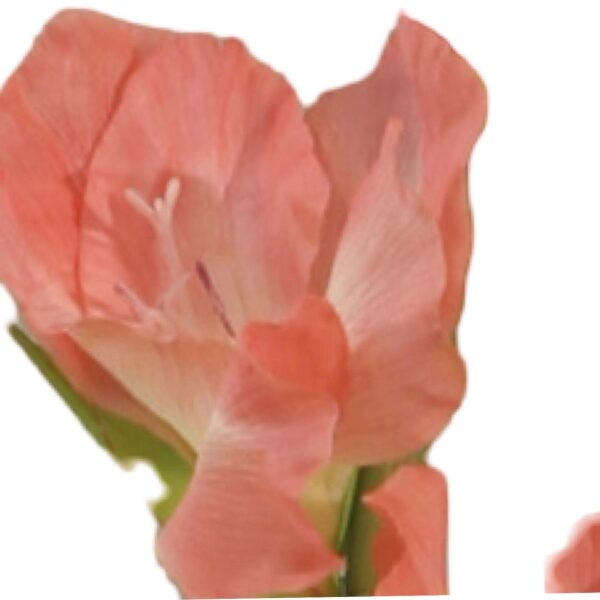 Gladiolus | Konstgjord Snittblomma Rosa UV 100 cm