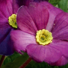 Primula | Konstgjord Snittblomma Lila UV 20 cm