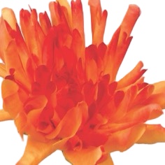 Dahlia | Konstgjord Snittblomma Orange 72 cm