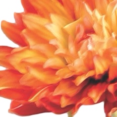 Dahlia | Konstgjord Snittblomma Orange 55 cm