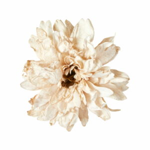 Blombrosch creme 15 cm i diameter från webflower