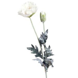 Vallmo | Snittblomma Cream UV 72 cm