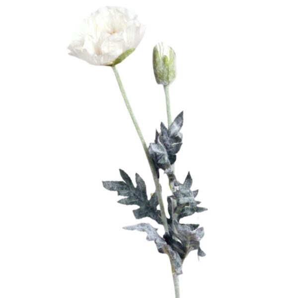 Vallmo | Snittblomma Cream UV 72 cm