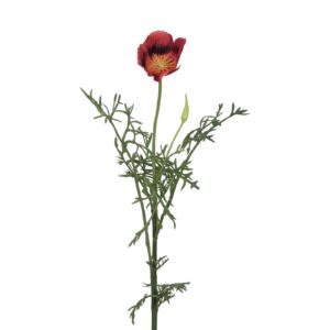Vallmo | Snittblomma Röd UV 43 cm