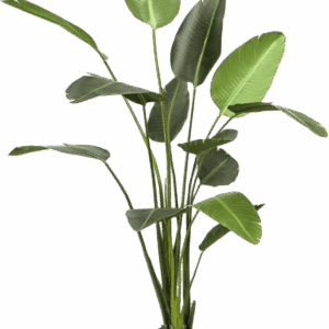 konstgjord Strelitzia 220 cm
