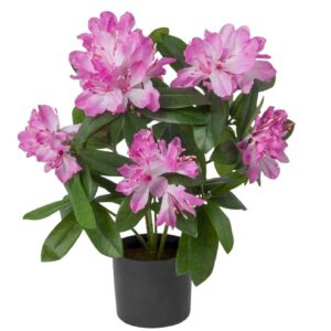 Rhododendron