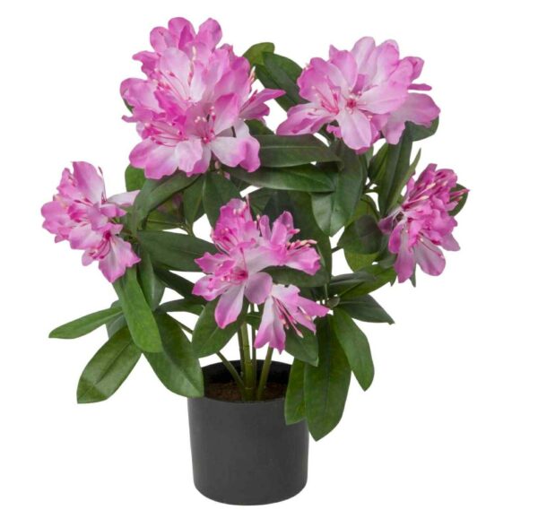 Rhododendron