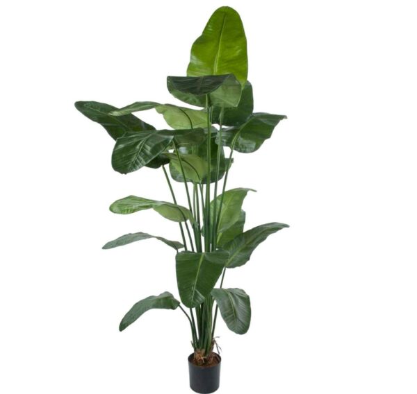 Stor konstgjord grön strelitzia 220 cm på webflower