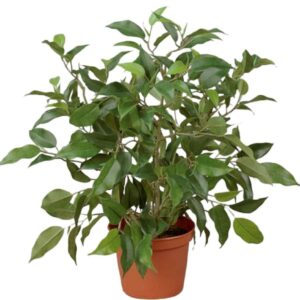 Konstgjord Ficus Natasja 30 cm