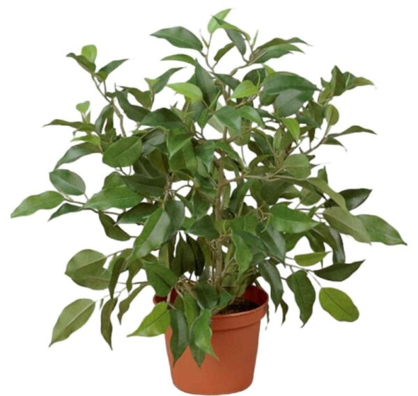 Konstgjord Ficus Natasja 30 cm
