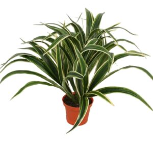 Konstgjord Ampellilja (Chlorophytum comosum) 30 cm