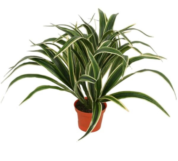 Konstgjord Ampellilja (Chlorophytum comosum) 30 cm