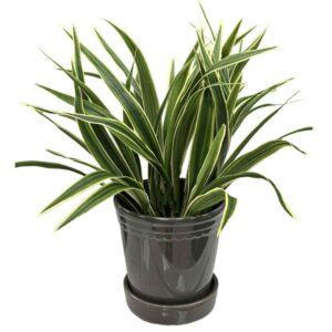 Ampellilja Konstgjord spindelväxt krukväxt Grön 30 cm