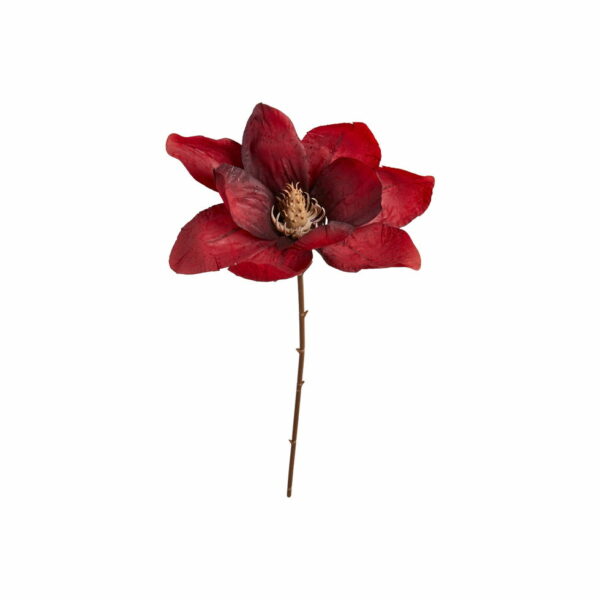 Magnolia | Magnoliakvist Mörkröd 50 cm