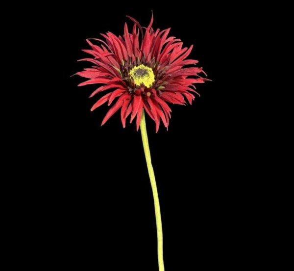 Daisy | Snittblomma Mörk Röd 62 cm - Bild 4