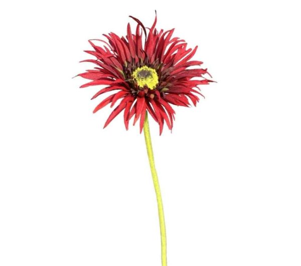 Daisy | Snittblomma Mörk Röd 62 cm