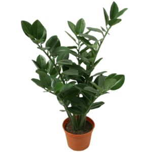 Garderobsblomma | Smaragdblomman Zamifolia 110 cm