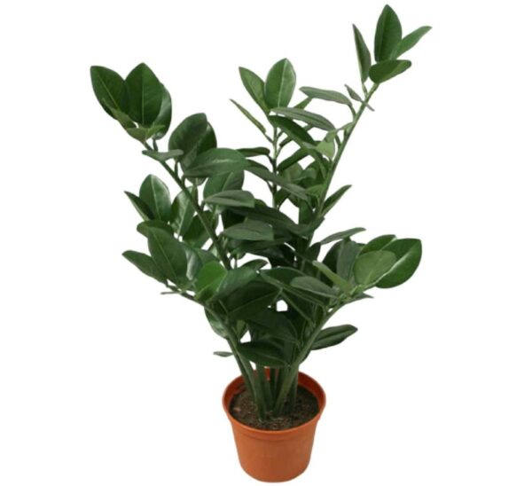 Garderobsblomma | Smaragdblomman Zamifolia 110 cm