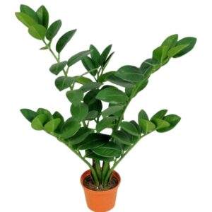 Garderobsblomma Smaragdblomman Zamifolia 50cm