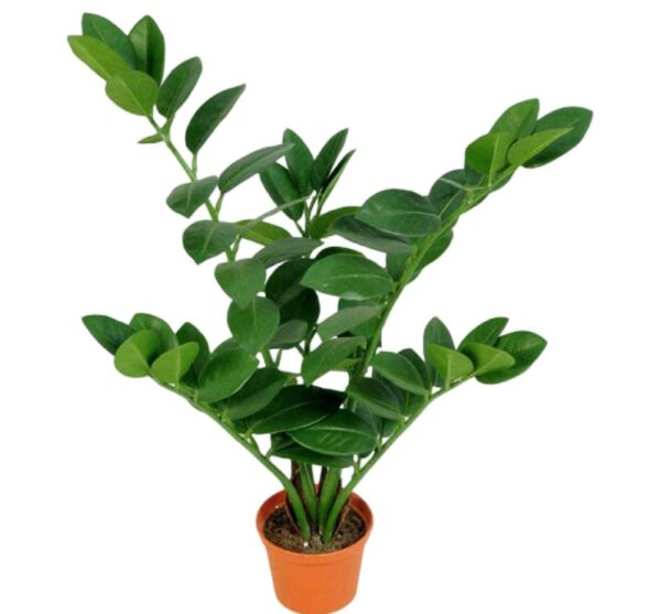 Garderobsblomma Smaragdblomman Zamifolia 50cm