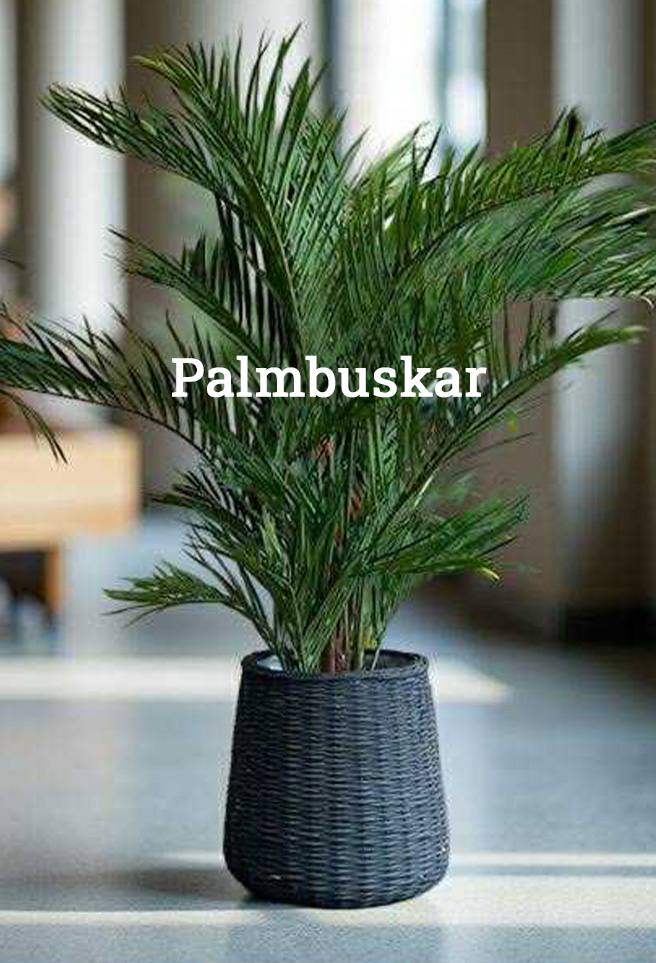 Frukt blomträd