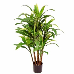 Dracena | Cordyline 90 cm