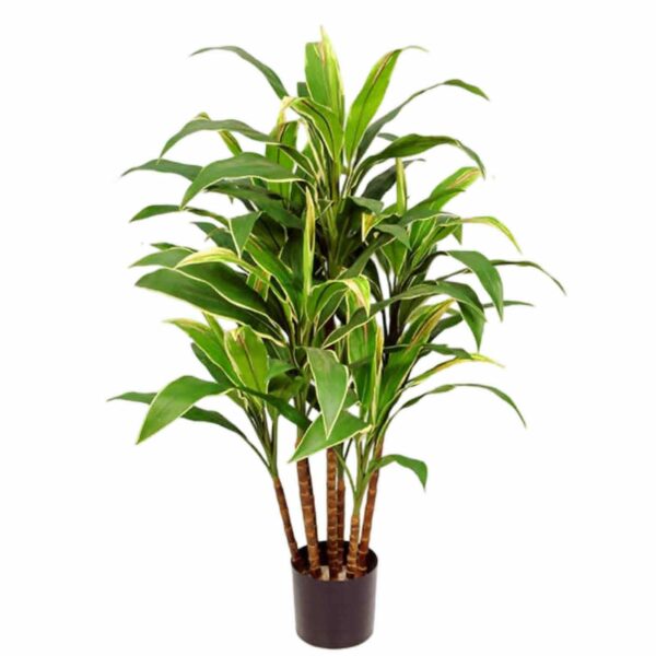 Dracena | Cordyline 90 cm