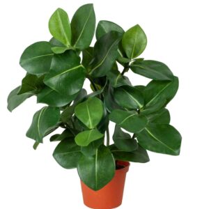 Clusia | Konstgjord Krukväxt Grön 30 cm