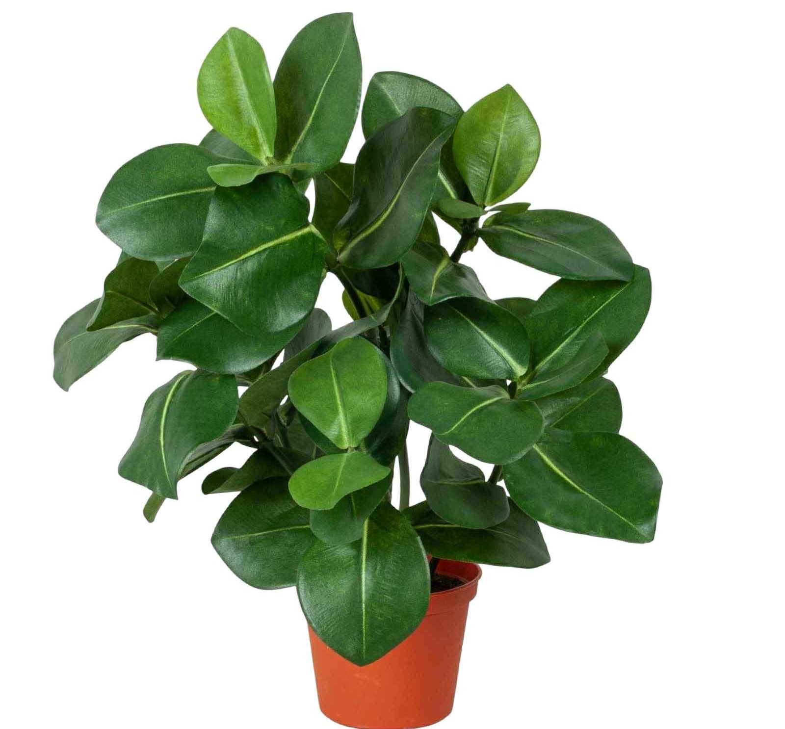 Clusia | Konstgjord Krukväxt Grön 30 cm