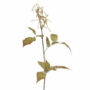 Auruncus | Konstgjord Kvist UV 75 cm